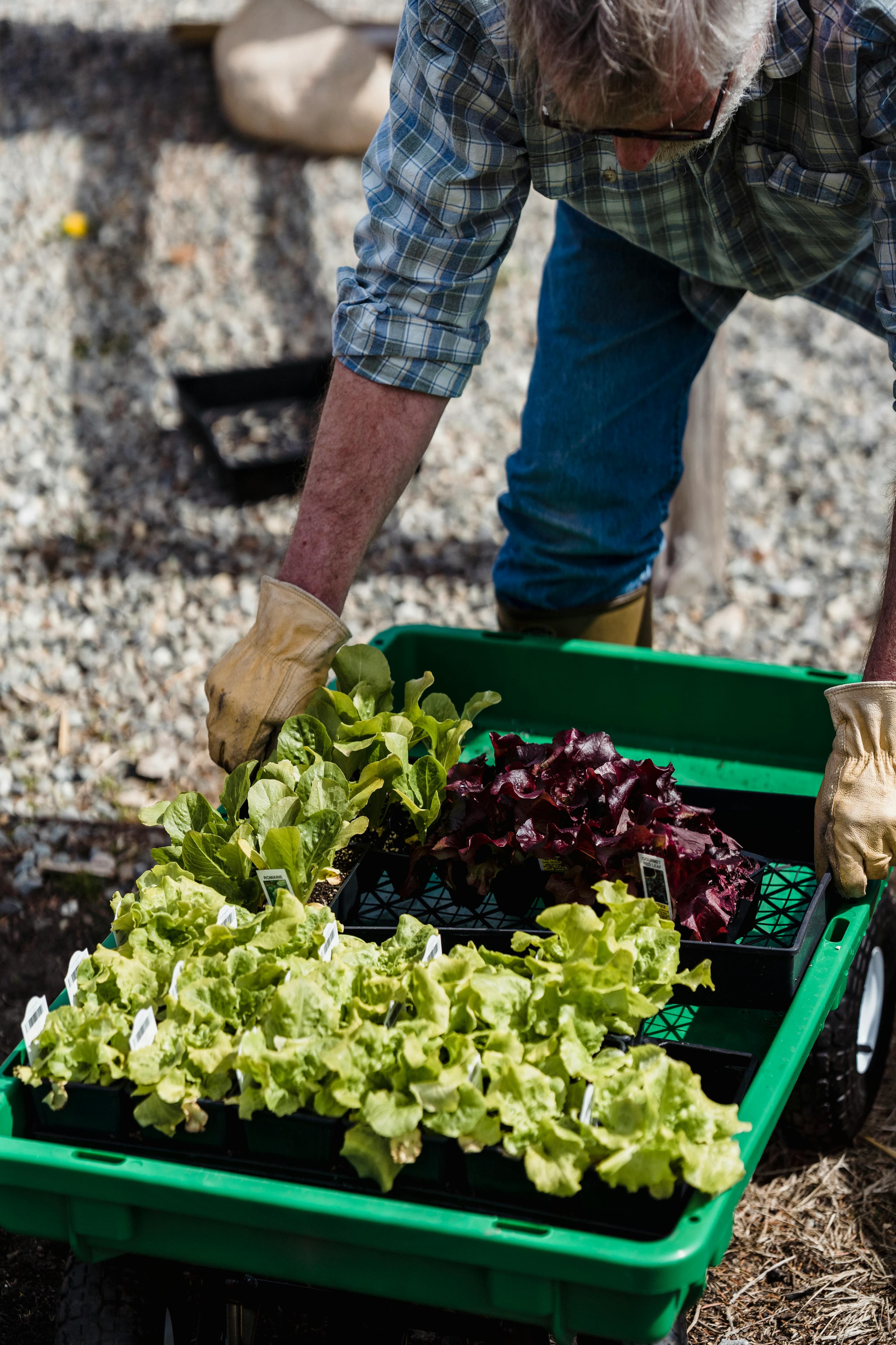 Harvesting Process