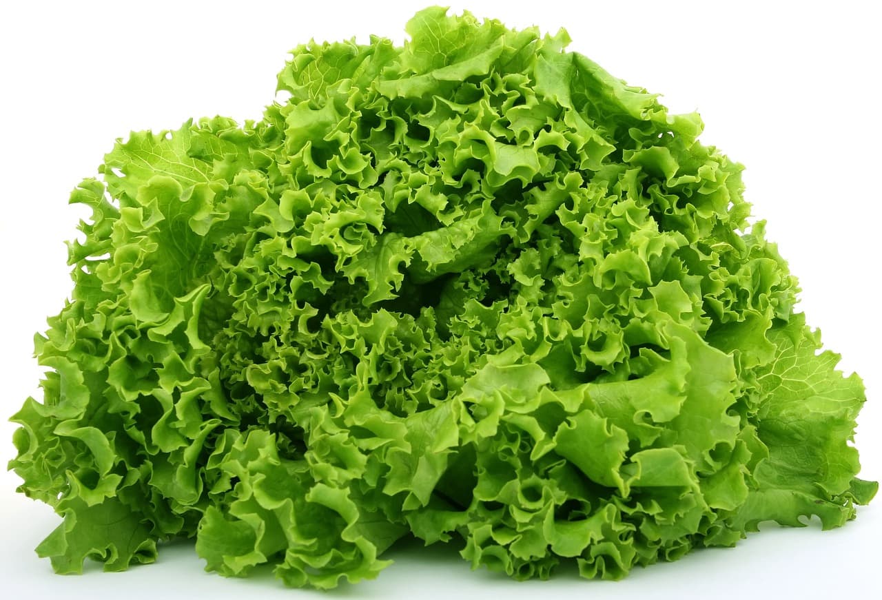 Lettuce Image